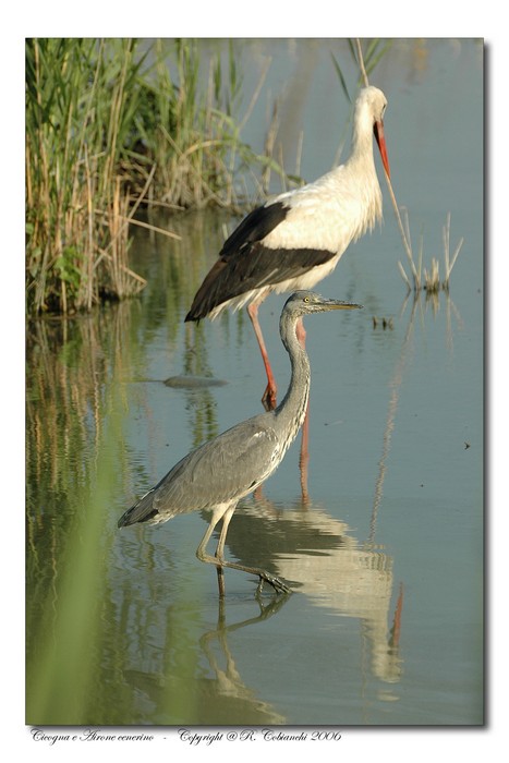 Cicogna bianca - Ciconia ciconia. Vita da ......